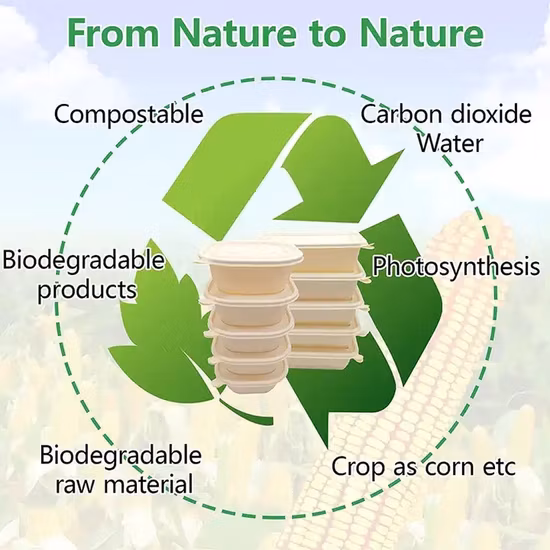 Disposable Food Container Wholesale Cornstarch Surgarcane Bagasse Storage Biodegradable Bento Take Away Fast Lunch Box with Lid